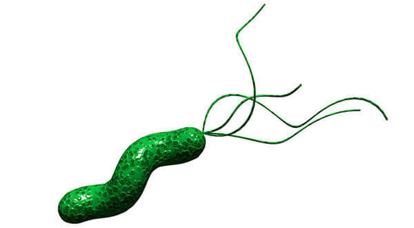 Helicobacter pylori